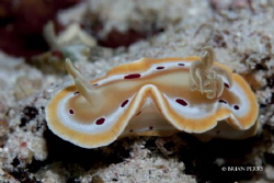 Red Spot Glossodoris in Raja Ampat Indonesia by Brian Perry 